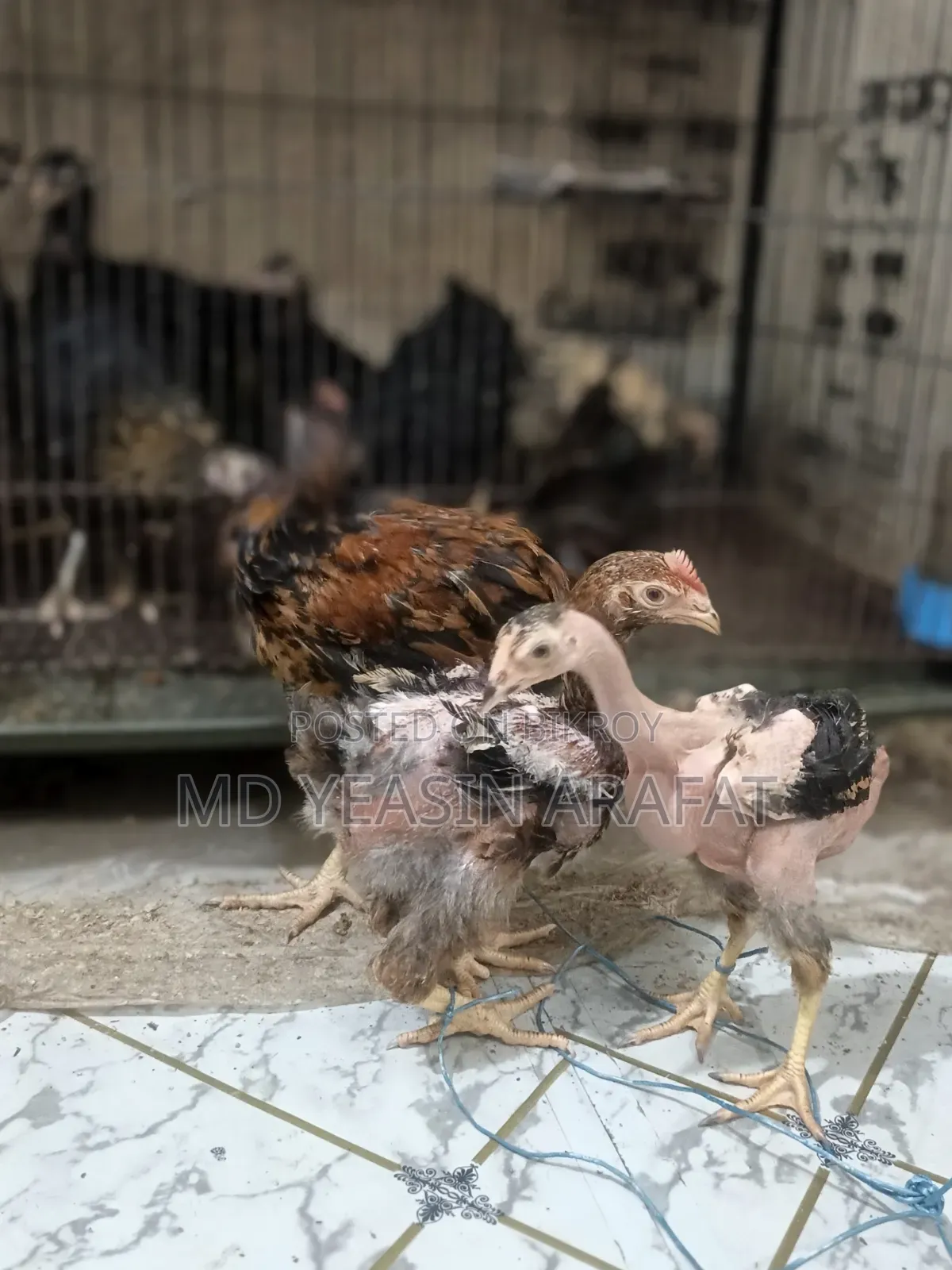 পাহাড়ি লাইজ্জা