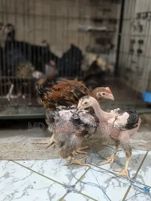পাহাড়ি লাইজ্জা