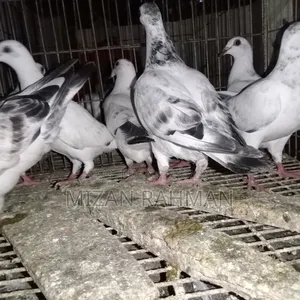 Racer pigeon chicks.