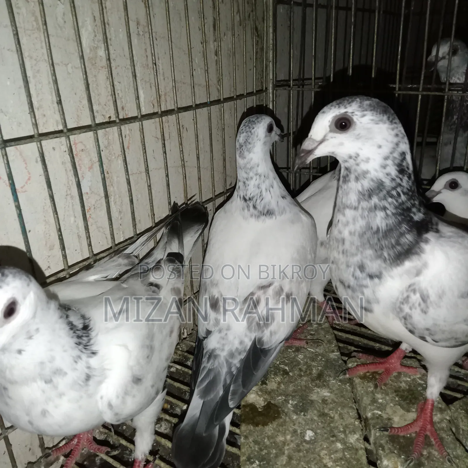 Racer pigeon chicks.