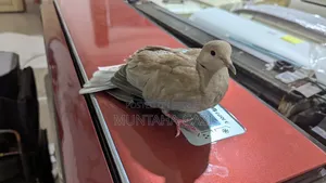 ইন্ডিয়ান ঘুঘু পাখি