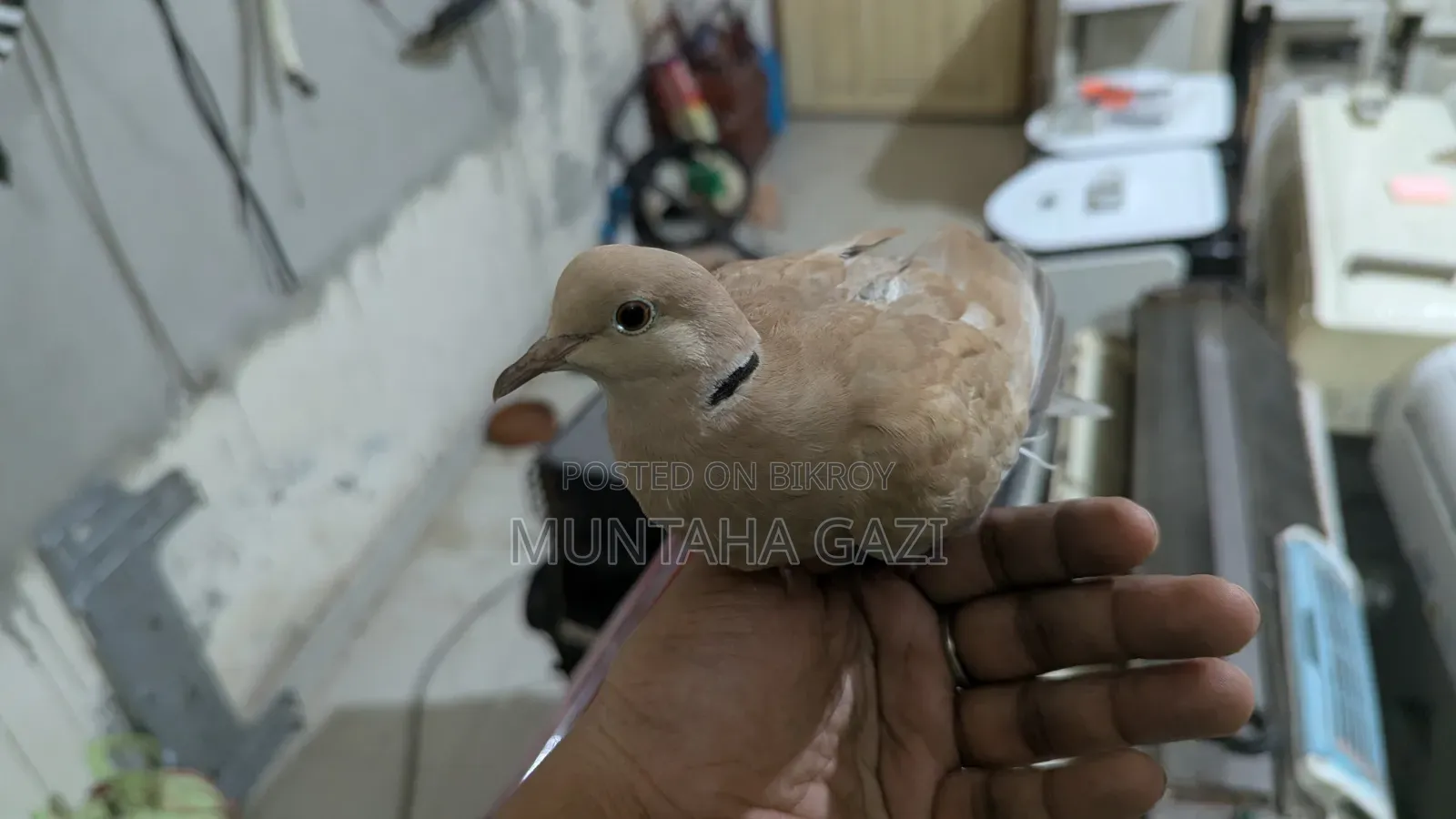 ইন্ডিয়ান ঘুঘু পাখি