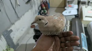 ইন্ডিয়ান ঘুঘু পাখি