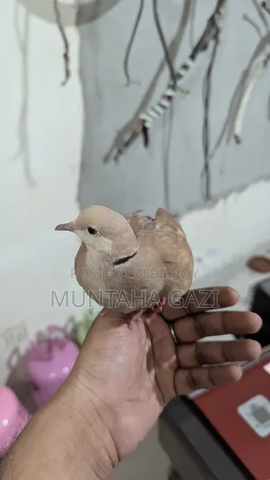 ইন্ডিয়ান ঘুঘু পাখি