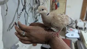 ইন্ডিয়ান ঘুঘু পাখি