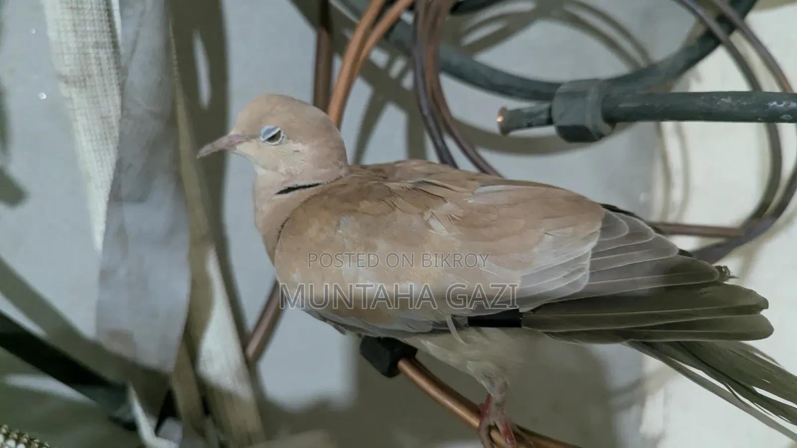 ইন্ডিয়ান ঘুঘু পাখি