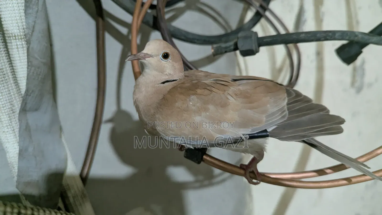 ইন্ডিয়ান ঘুঘু পাখি