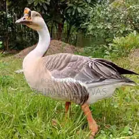 Two Geese For Sale
