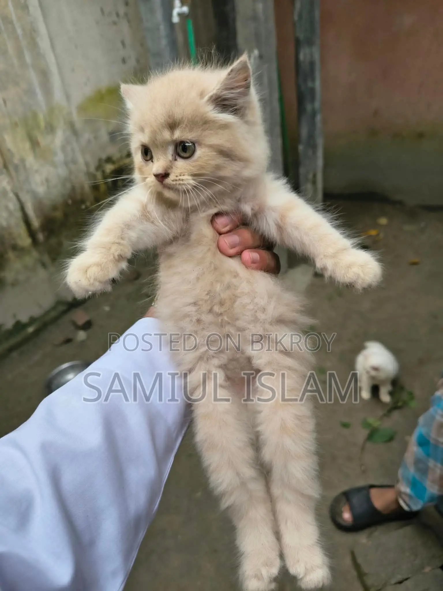 ১-৩ মাসের মেল মিক্সড ব্রিড পার্সিয়ান