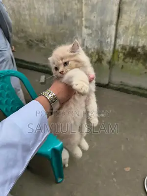 ১-৩ মাসের মেল মিক্সড ব্রিড পার্সিয়ান