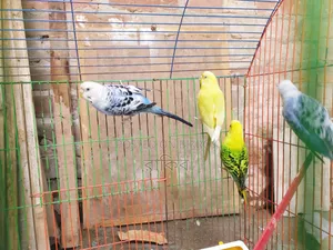 বাজরিগার ২ জোড়া