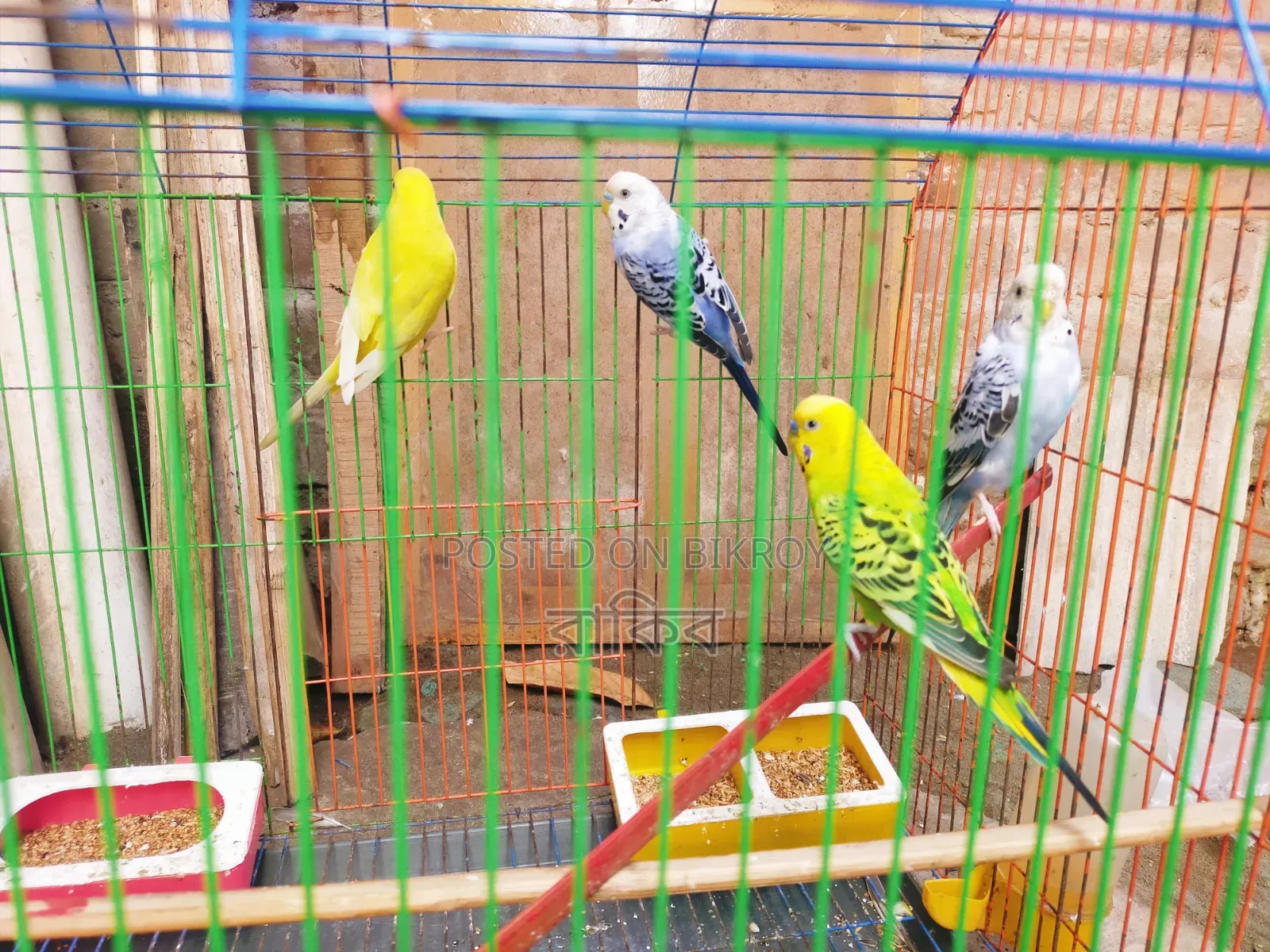 বাজরিগার ২ জোড়া