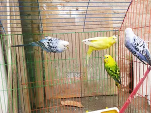 বাজরিগার ২ জোড়া