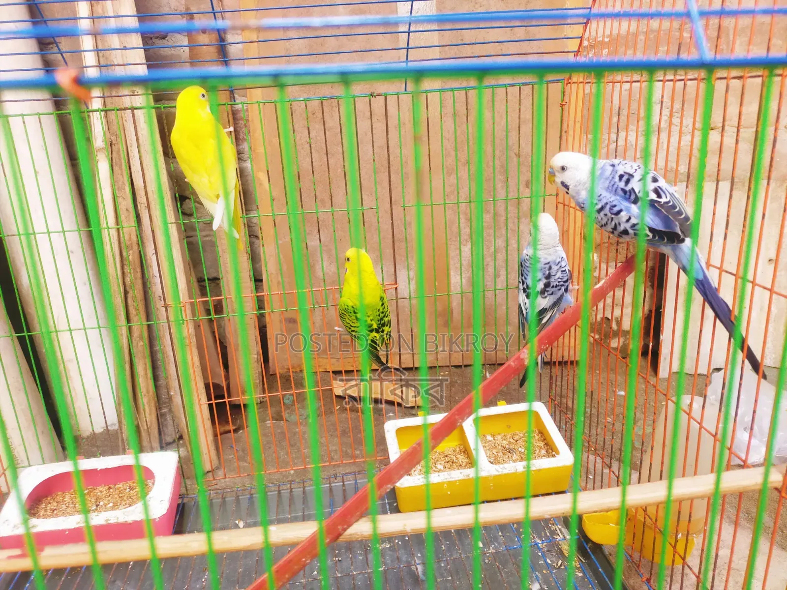 বাজরিগার ২ জোড়া