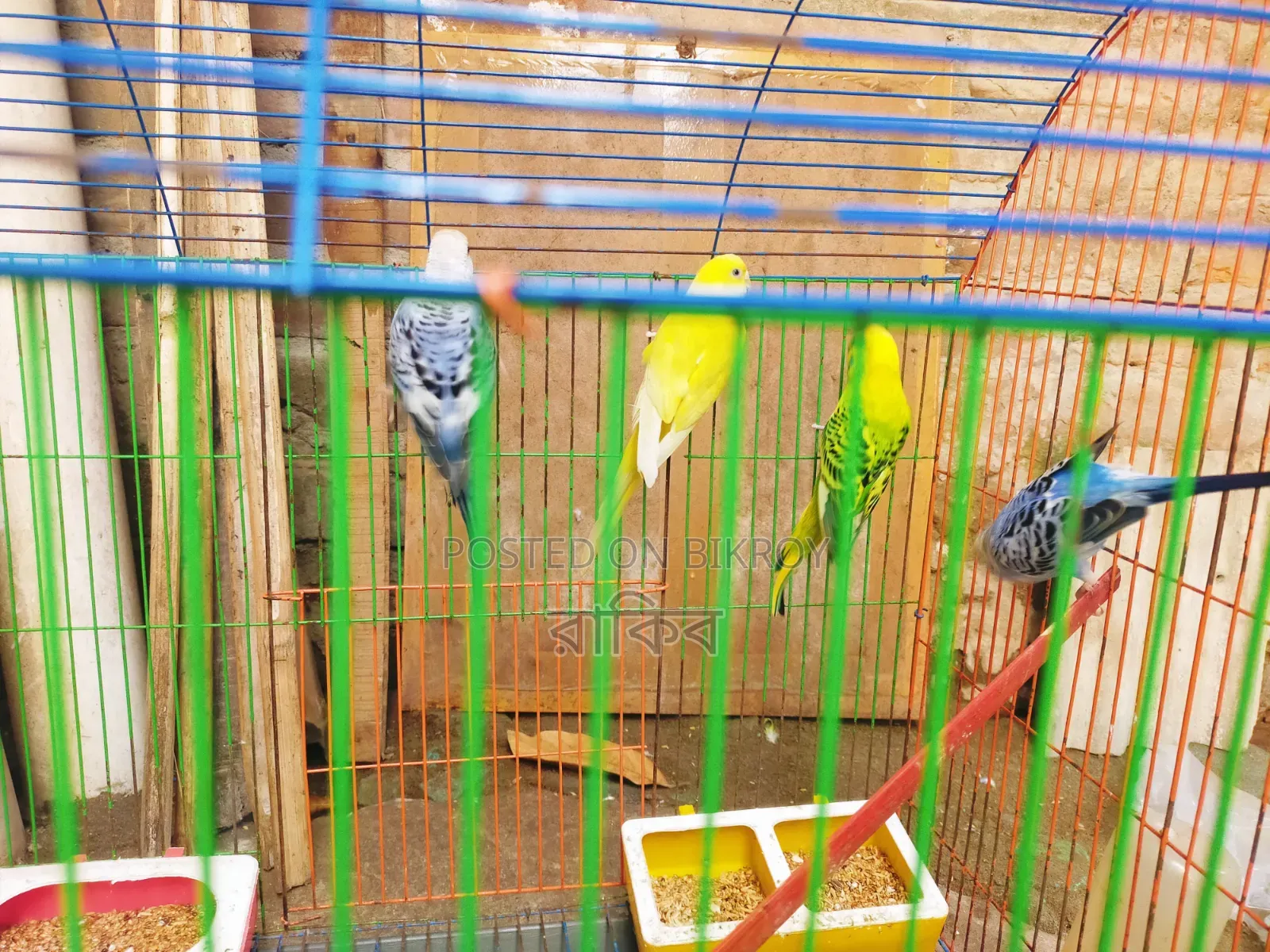বাজরিগার ২ জোড়া