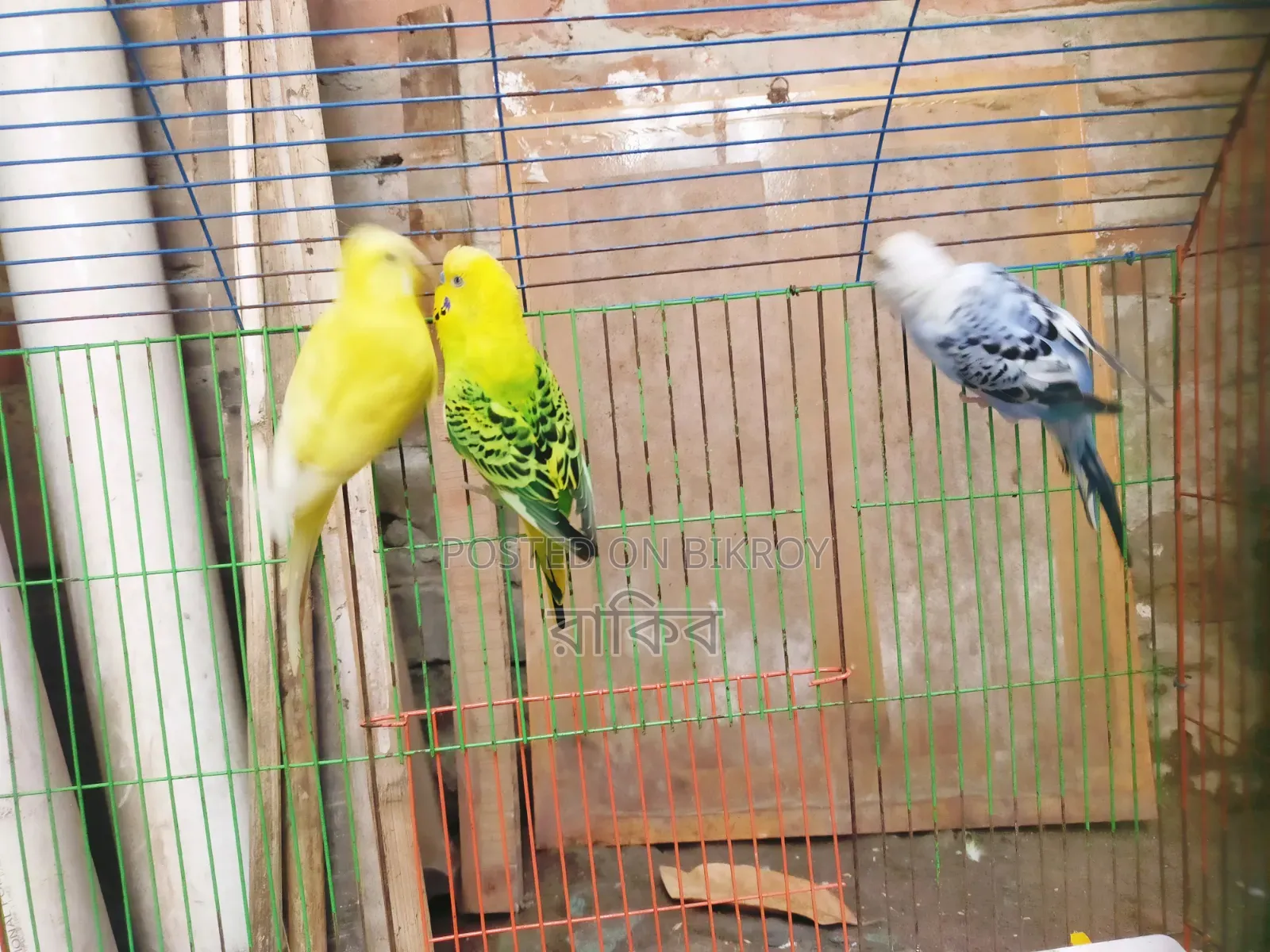 বাজরিগার ২ জোড়া