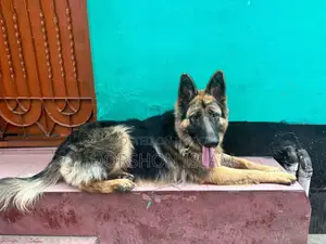 1+ year Female Purebred German Shepherd