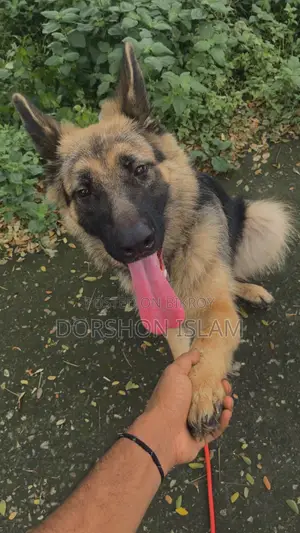 1+ year Female Purebred German Shepherd