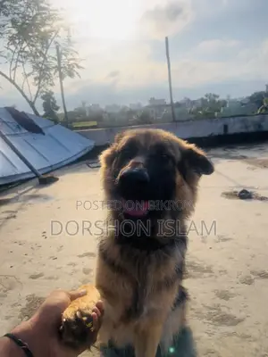 1+ year Female Purebred German Shepherd