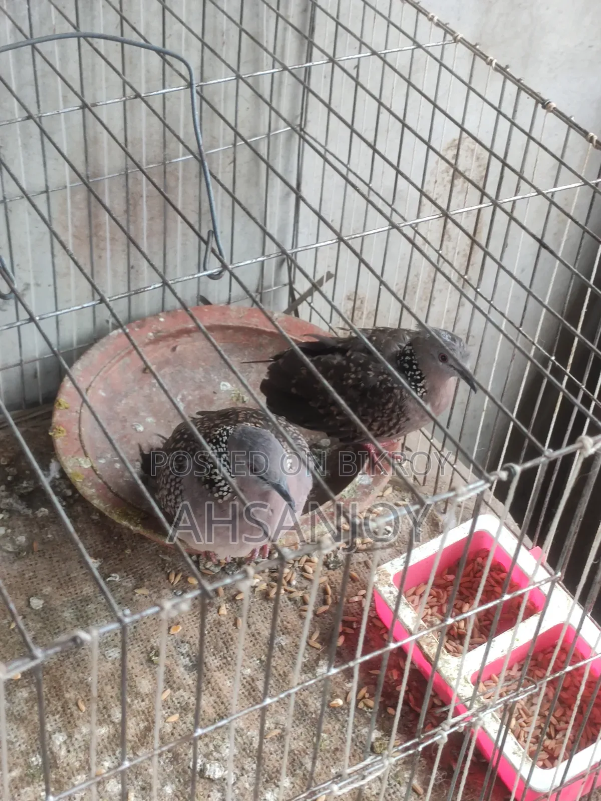 Deshi Spotted Dove for sale.