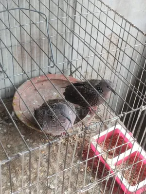 Deshi Spotted Dove for sale.