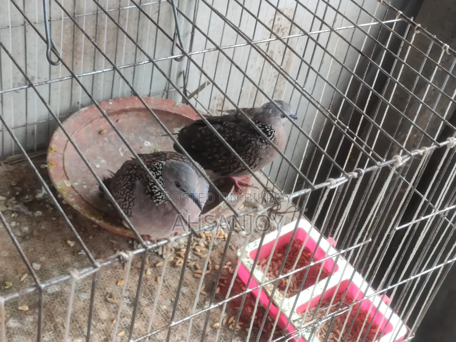 Deshi Spotted Dove for sale.