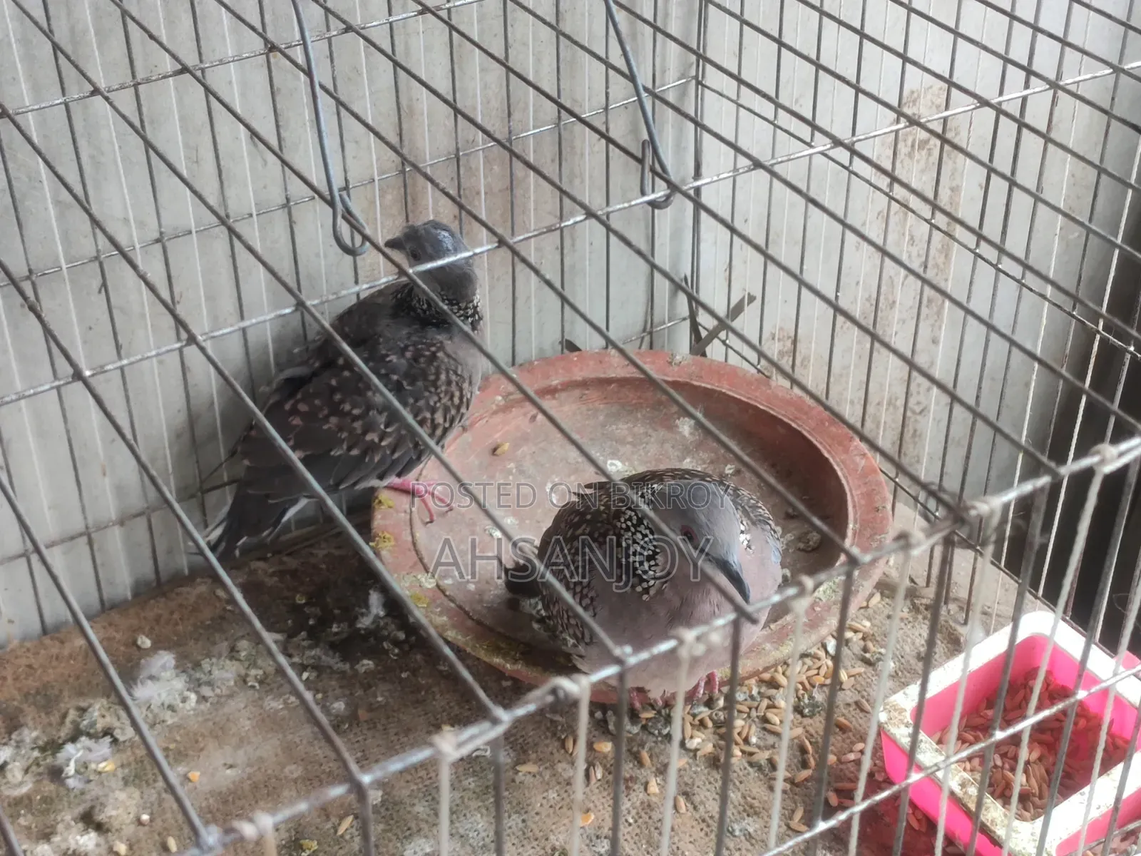 Deshi Spotted Dove for sale.