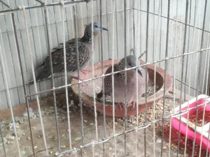 Deshi Spotted Dove for sale.