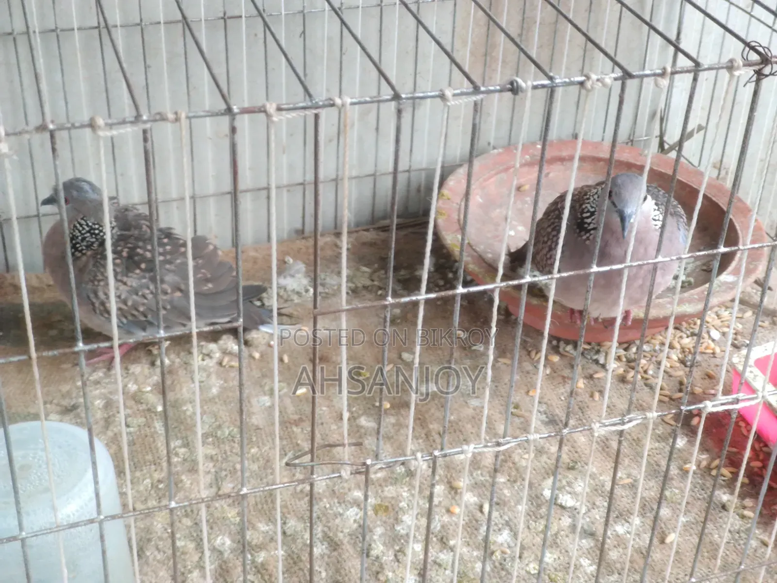 Deshi Spotted Dove for sale.