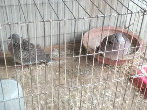 Deshi Spotted Dove for sale.