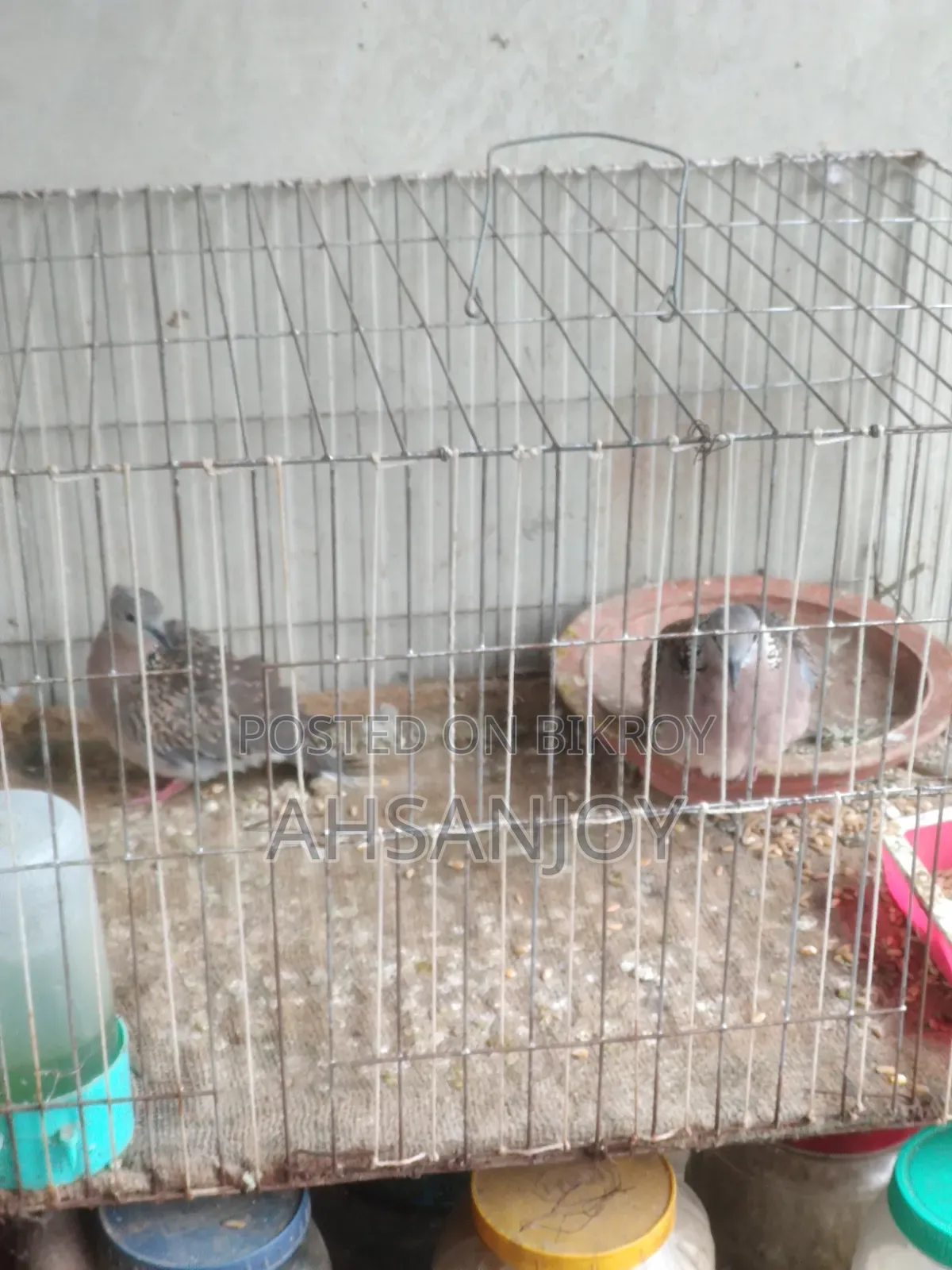 Deshi Spotted Dove for sale.