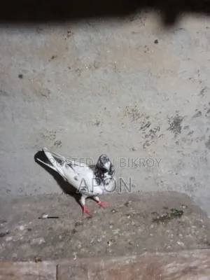শিশুো বিঞাপন
