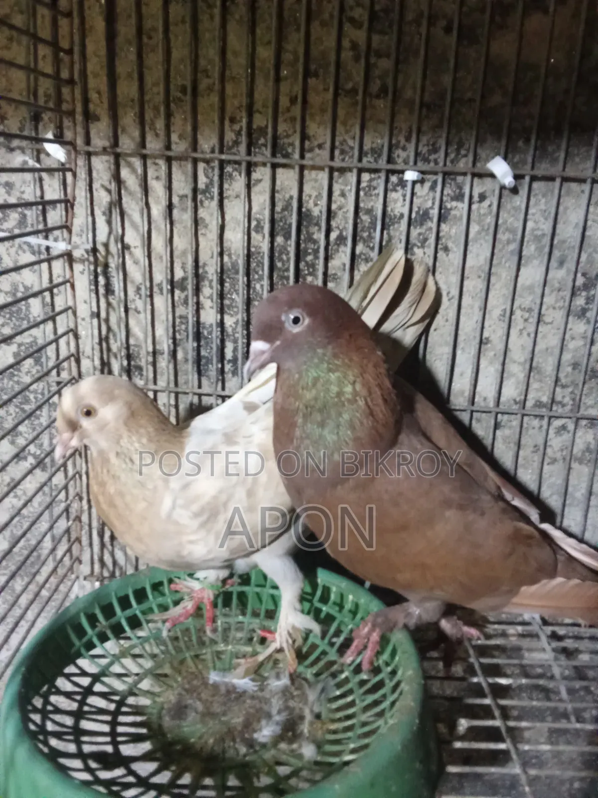 শিশুো বিঞাপন