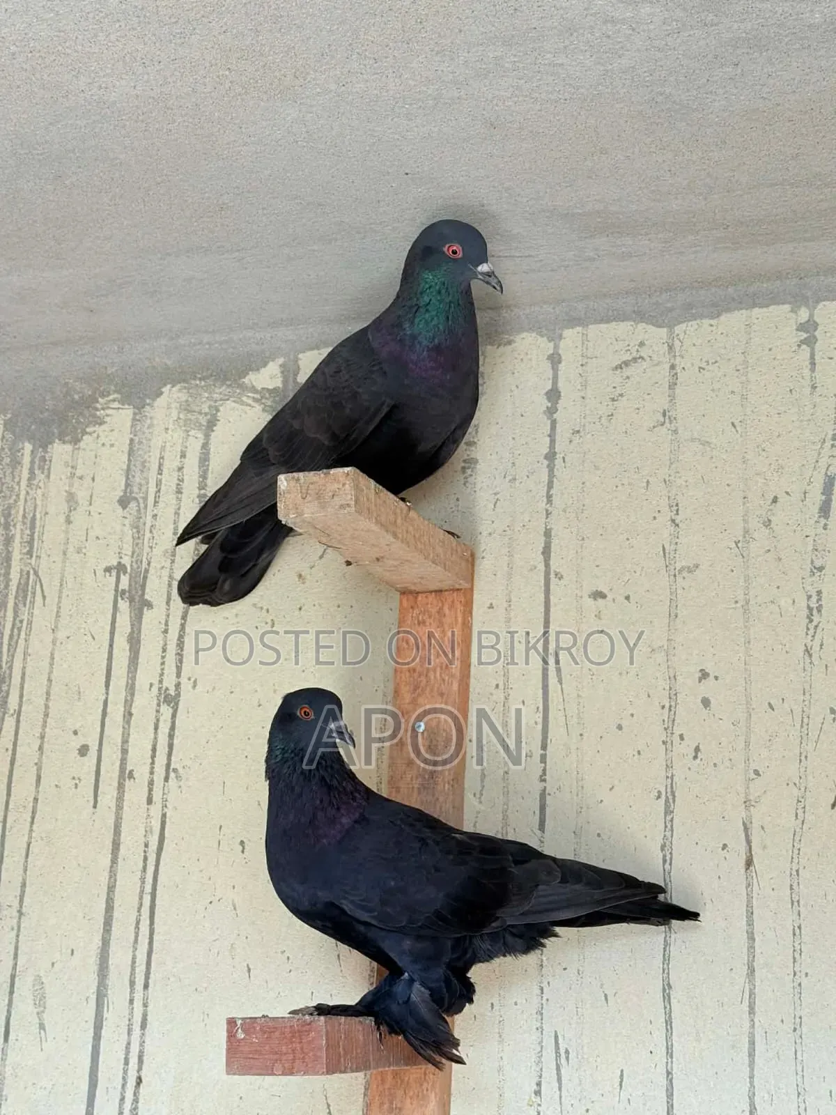 শিশুো বিঞাপন