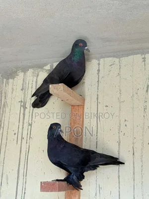 শিশুো বিঞাপন