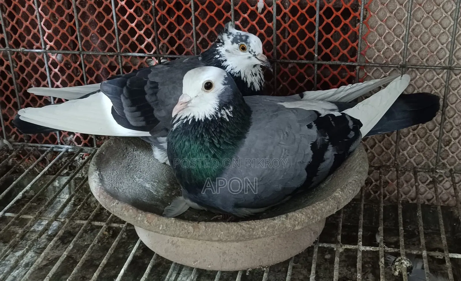 শিশুো বিঞাপন