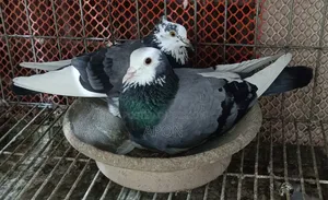 শিশুো বিঞাপন