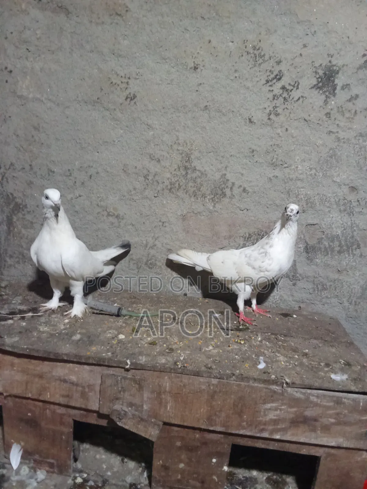 শিশুো বিঞাপন