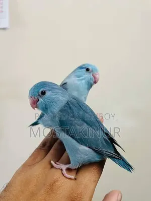 ফরপাস বেবি সেল