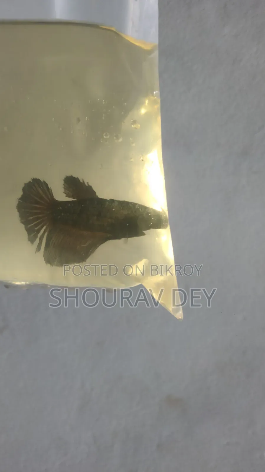 Black Betta