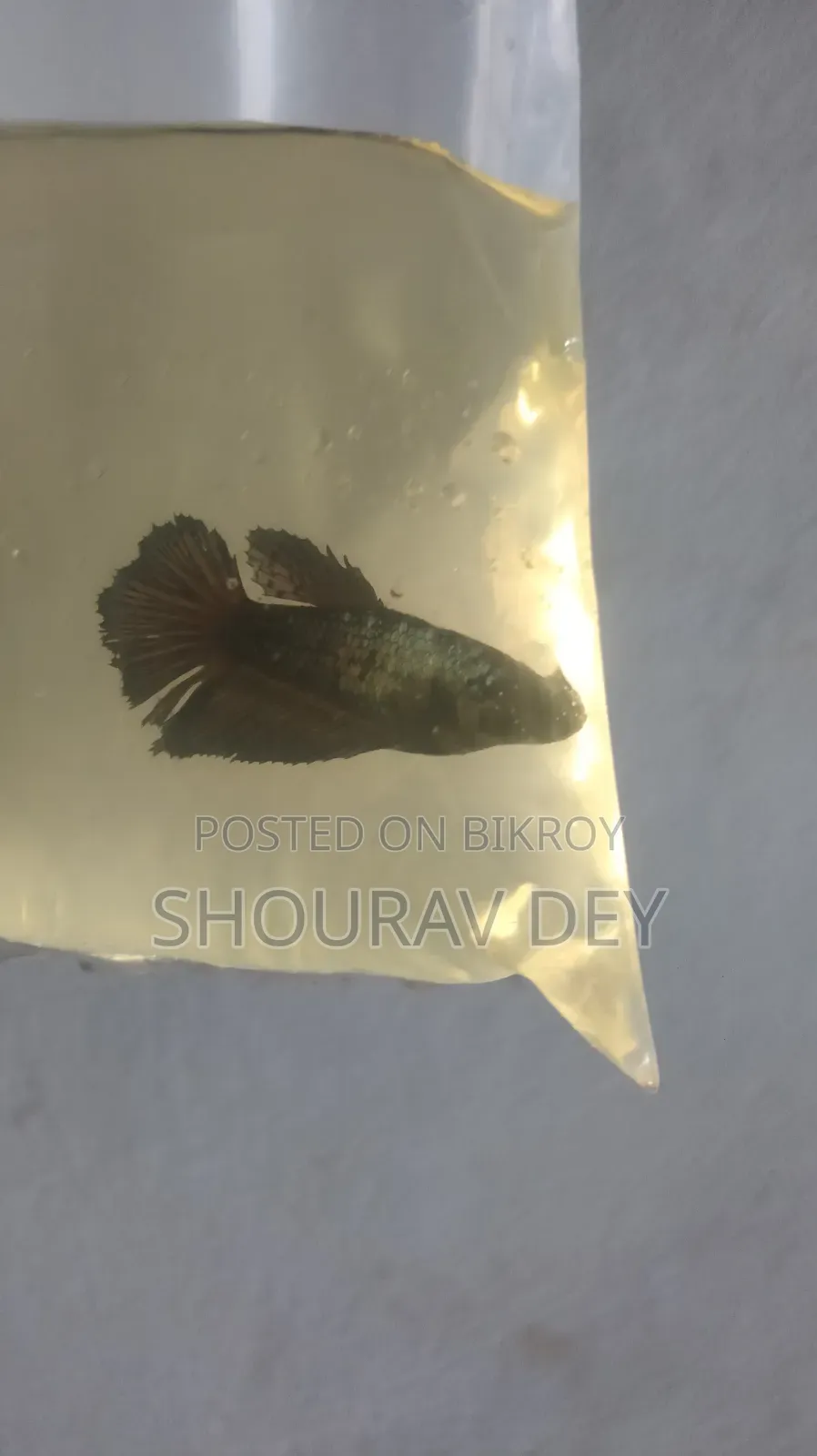 Black Betta