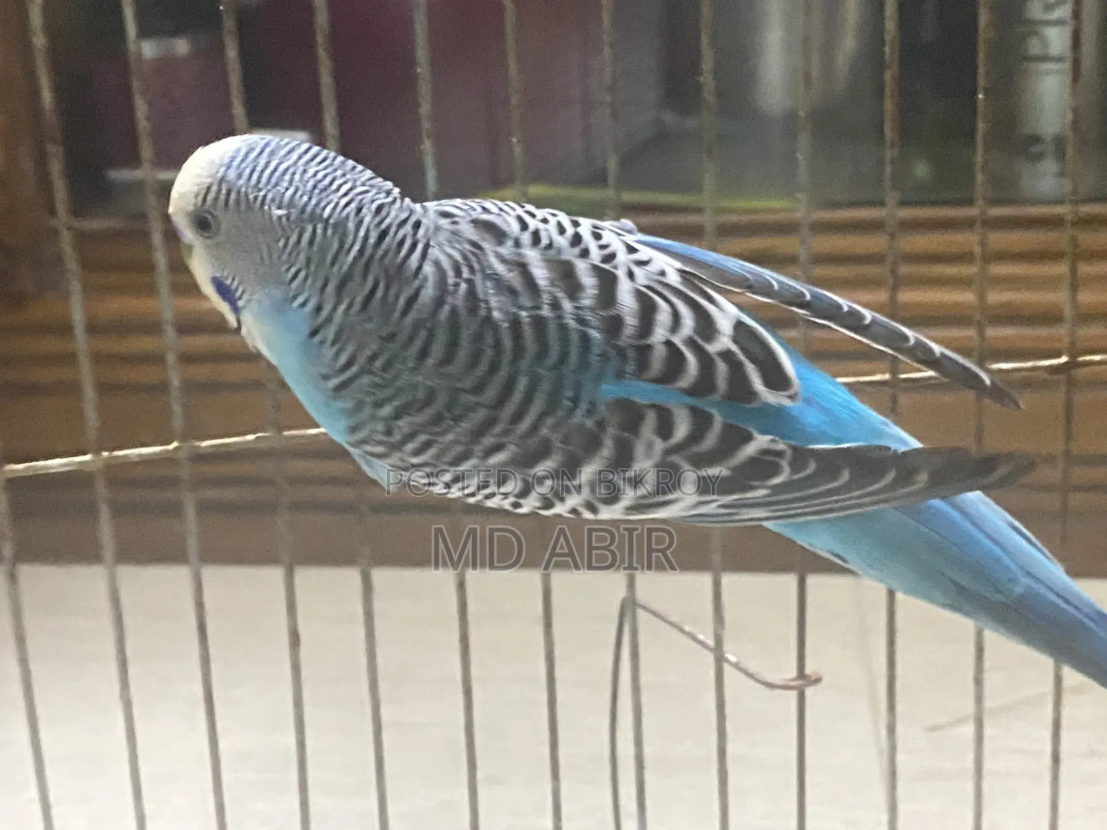 Budgie Birds For Sale