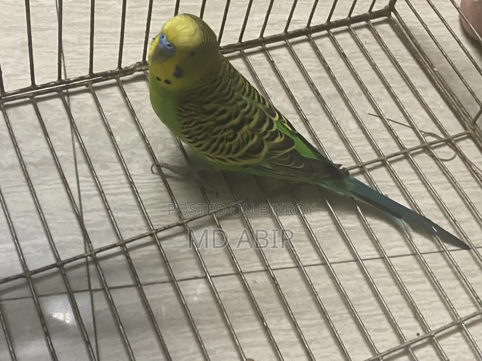 Budgie Birds For Sale