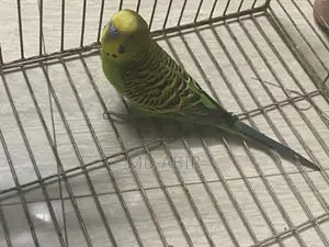Budgie Birds For Sale
