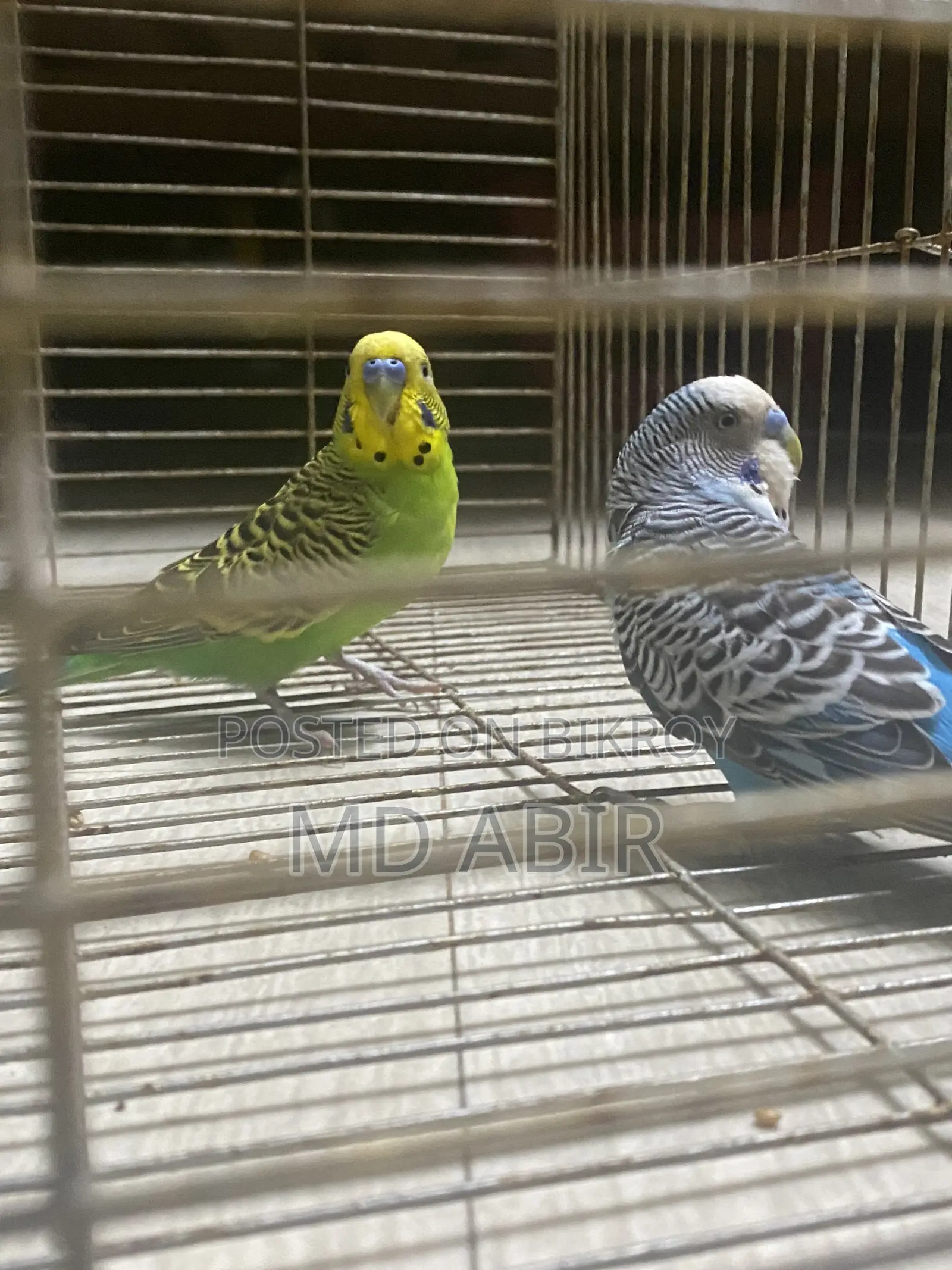 Budgie Birds For Sale