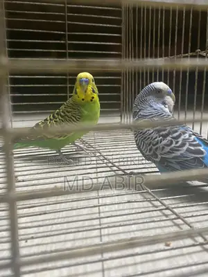 Budgie Birds For Sale