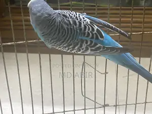 Budgie Birds For Sale