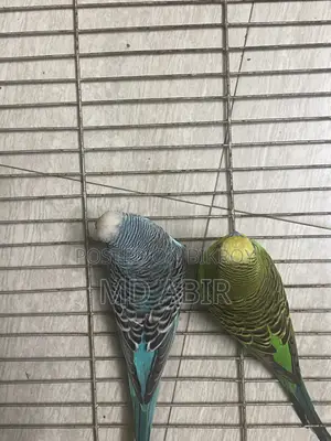 Budgie Birds For Sale