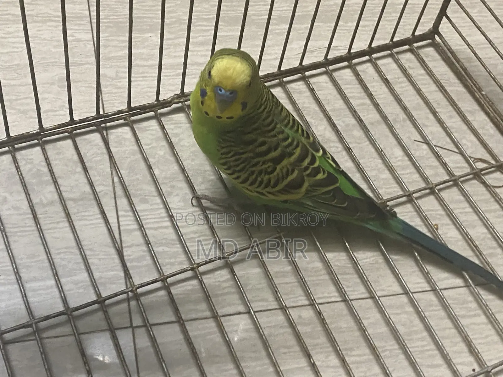 Budgie Birds For Sale