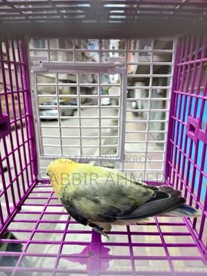 Lovebird Bird.